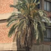 תכנית במשפטים עם חטיבה פילוסופיה